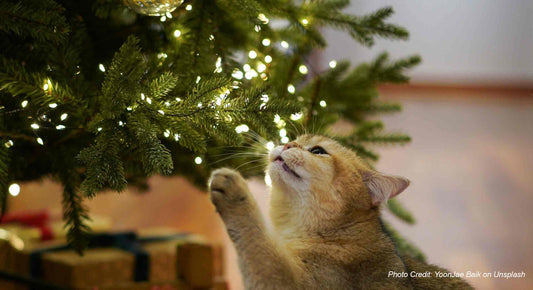 Cat-Proof Your Christmas Tree: 10 Simple Solutions for Pet Parents