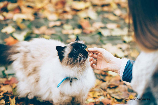 DIY Cat Toys & Treat: Autumn-Inspired Projects Your Feline Will Love