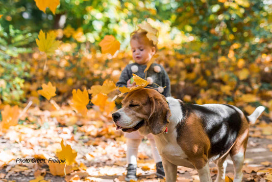 DIY Dog Treats & Toys: Your Ultimate Fall Pet Project Guide