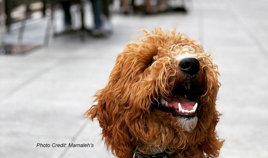 Dine with Your Pup: Top Dog-Friendly Restaurants in Boston