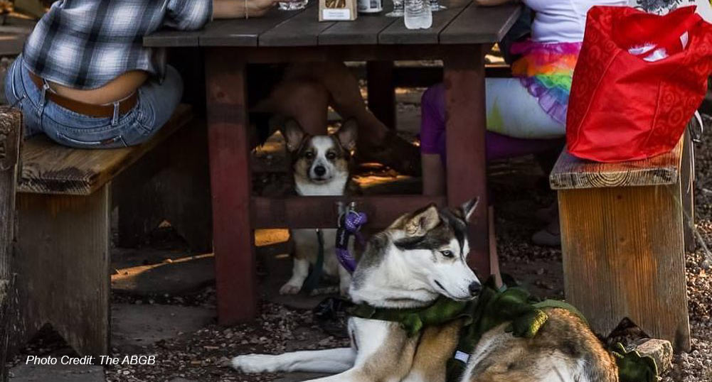 Bark and Bite: Exploring the Top Dog-Friendly Restaurants and Cafes in Austin