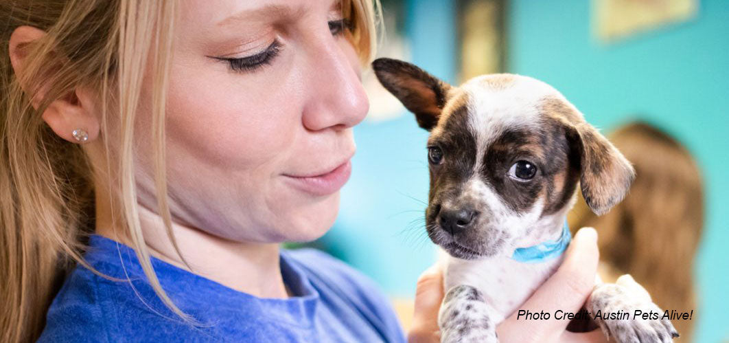 Austin's Furry Furriends: A Guide to the City's Local Animal Shelters