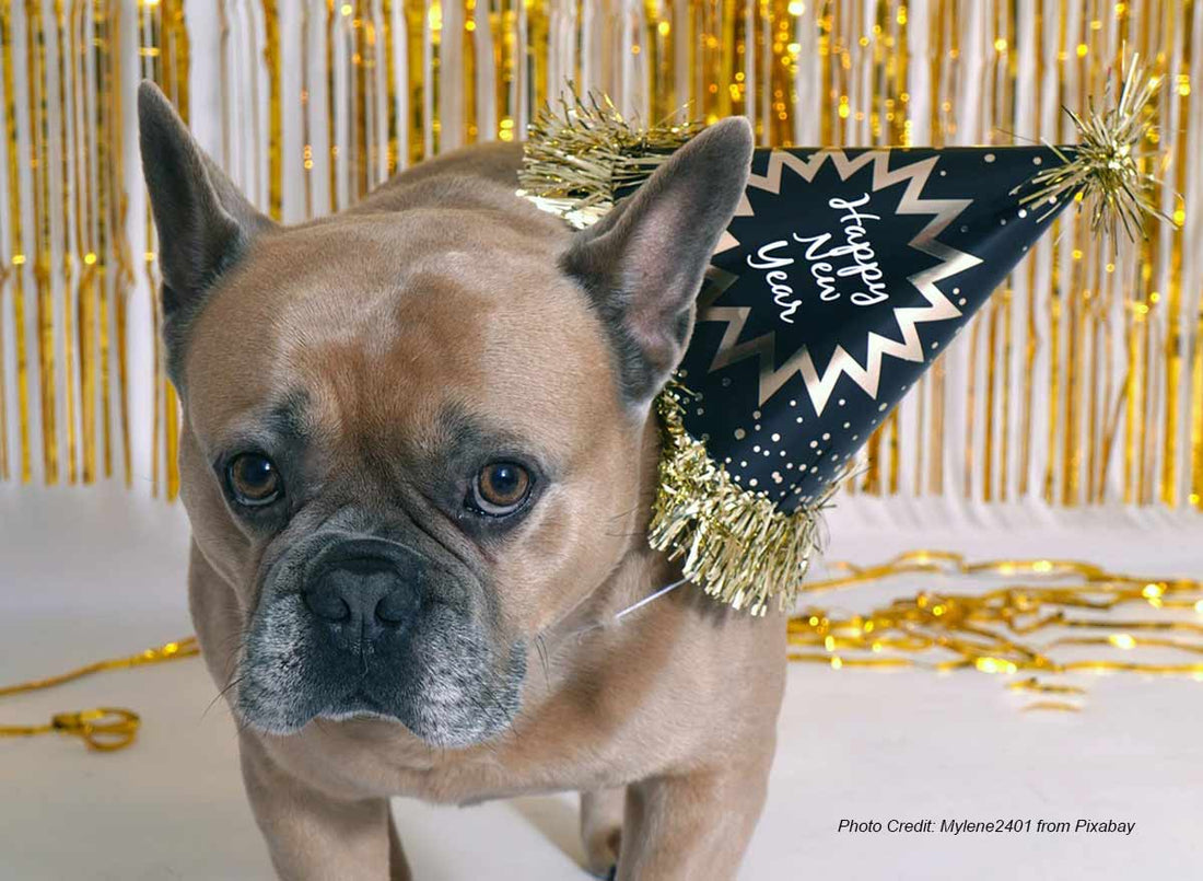 Pets and Fireworks: Boom-Proofing Your Furbabies' New Year's Eve