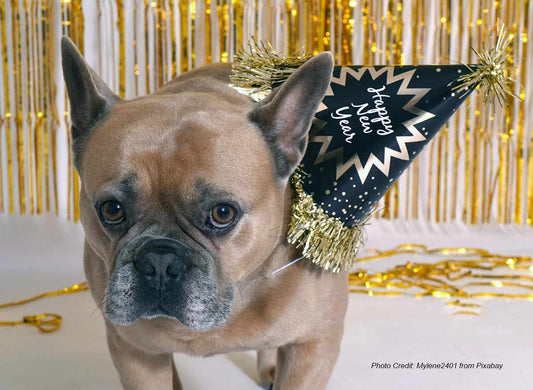 Pets and Fireworks: Boom-Proofing Your Furbabies' New Year's Eve