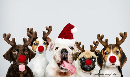 How to Throw a Pet-Friendly Party: Keeping Furry Friends Safe and Festive