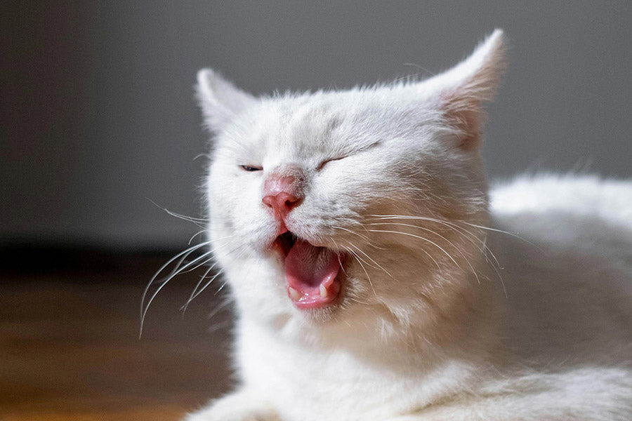 Why Does My Cat Keep Sneezing? Common Causes and When to Worry