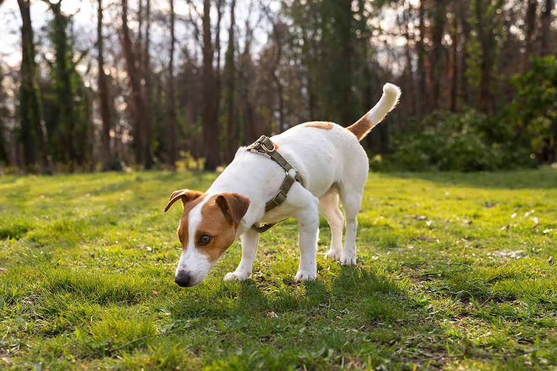 Why Does My Dog Eat Grass? What Drives Dogs to Graze